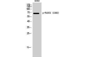 Western Blotting (WB) image for anti-Fanconi Anemia Complementation Group G (FANCG) (pSer383) antibody (ABIN3182349) (FANCG antibody  (pSer383))