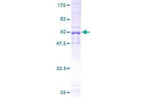 DNAJB4 Protein (AA 1-337) (GST tag)