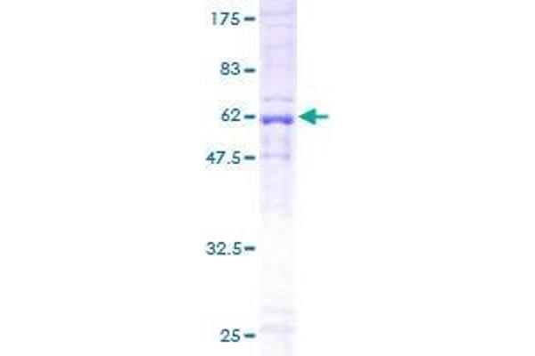 DNAJB4 Protein (AA 1-337) (GST tag)
