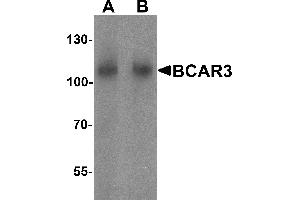 Western blot analysis of BCAR3 in mouse kidney tissue lysate with BCAR3 antibody at A) 1 and (B) 2 µg/mL. (BCAR3 antibody  (N-Term))