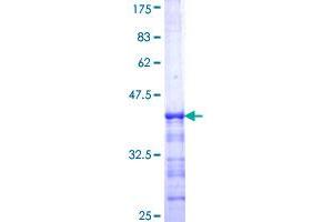 GRB14 Protein (AA 25-124) (GST tag)