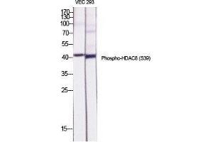 Western Blot (WB) analysis of specific cells using Phospho-HDAC8 (S39) Polyclonal Antibody. (HDAC8 antibody  (pSer39))