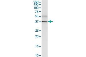 PNMA1 MaxPab rabbit polyclonal antibody. (PNMA1 antibody  (AA 1-353))