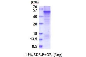 SDS-PAGE (SDS) image for Sprouty-Related, EVH1 Domain Containing 1 (SPRED1) (AA 1-444) protein (His tag) (ABIN7280801) (SPRED1 Protein (AA 1-444) (His tag))