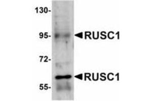 Image no. 1 for anti-RUN and SH3 Domain Containing 1 (RUSC1) (C-Term) antibody (ABIN478171) (RUSC1 antibody  (C-Term))