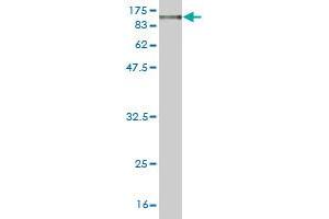 Western Blot detection against Immunogen (107. (MFN1 antibody  (AA 1-741))