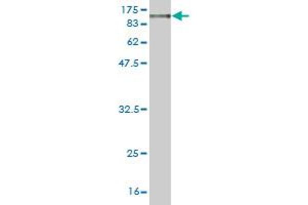MFN1 antibody  (AA 1-741)