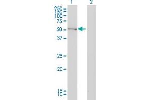 Western Blot analysis of BAIAP2 expression in transfected 293T cell line by BAIAP2 monoclonal antibody (M01), clone 3F3-2D3. (BAIAP2 antibody  (AA 1-512))