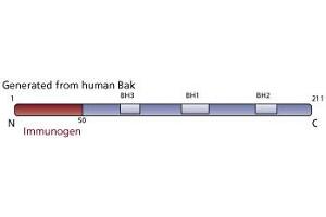 Image no. 2 for anti-BCL2-Antagonist/killer 1 (BAK1) antibody (ABIN967519) (BAK1 antibody)