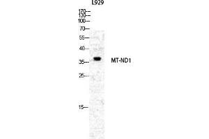 Western Blot (WB) analysis of specific cells using ND1 Polyclonal Antibody. (MT-ND1 antibody  (Internal Region))