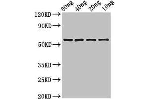 anti-Phr (AA 2-484) antibody