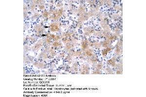 Human Liver (LHX1 antibody  (C-Term))