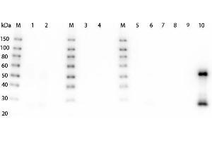 Western Blotting (WB) image for Goat anti-Mouse IgG (Heavy & Light Chain) antibody (HRP) - Preadsorbed (ABIN965171)