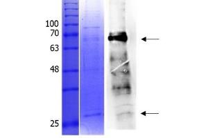 Western Blotting (WB) image for Transcription Factor MafA (MAFA) (AA 1-353) protein (Strep Tag) (ABIN3116757) (MAFA Protein (AA 1-353) (Strep Tag))