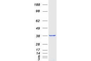 Validation with Western Blot (MSI2 Protein (Transcript Variant 1) (Myc-DYKDDDDK Tag))