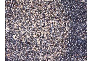 Image no. 4 for anti-Heme Oxygenase (Decycling) 2 (HMOX2) antibody (ABIN1498691) (HMOX2 antibody)