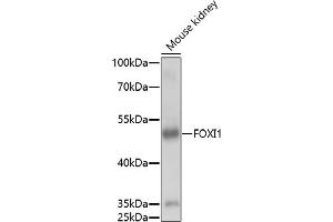 Western blot analysis of extracts of mouse kidney, using FOXI1 antibody (ABIN7267236) at 1:1000 dilution. (FOXI1 antibody  (AA 1-100))