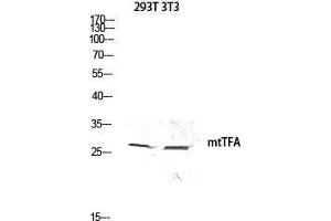 Western Blot (WB) analysis of 293T 3T3 lysis using mtTFA antibody. (TFAM antibody  (Internal Region))