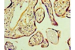 Immunohistochemistry of paraffin-embedded human placenta tissue using ABIN7162832 at dilution of 1:100 (FKBP2 antibody  (AA 22-142))