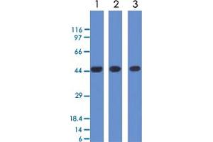 Western Blot (Cell lysate) analysis with NAPSA monoclonal antibody, clone NAPSA/1238 : 1. (NAPSA antibody  (AA 189-299))