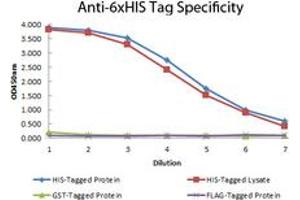 Image no. 1 for anti-His Tag antibody (Biotin) (ABIN1102040) (His Tag antibody  (Biotin))