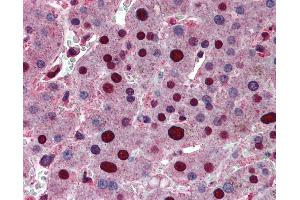 Anti-ANP32A antibody IHC of human liver. (PHAP1 antibody  (AA 1-250))