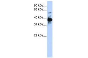 Image no. 1 for anti-Nuclear Factor (Erythroid-Derived 2), 45kDa (NFE2) (AA 108-157) antibody (ABIN6741417) (NFE2 antibody  (AA 108-157))