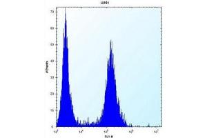Flow cytometric analysis of U251 cells using ID1 / BHLHB24 Antibody (Center) Cat. (ID1 antibody  (Middle Region))