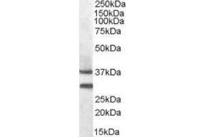 Image no. 1 for anti-Melanocortin 5 Receptor (MC5R) (N-Term) antibody (ABIN375093)