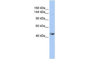 Western Blotting (WB) image for anti-Growth Regulation By Estrogen in Breast Cancer 1 (GREB1) antibody (ABIN2458109) (GREB1 antibody)