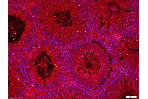 paraformaldehyde-fixed, paraffin embedded rat testis tissue; Antigen retrieval with 0. (COMMD4 antibody  (AA 1-100))