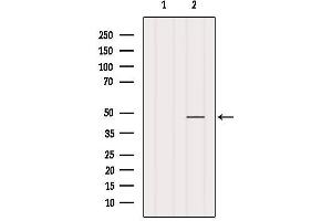 Western blot analysis of extracts from Mouse brain, using RRAGD Antibody. (RRAGD antibody  (Internal Region))