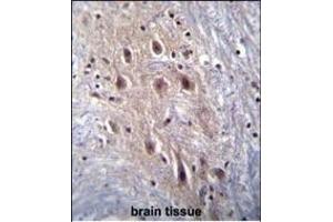 HIPK4 Antibody (ABIN656848 and ABIN2846054) immunohistochemistry analysis in formalin fixed and paraffin embedded human brain tissue followed by peroxidase conjugation of the secondary antibody and DAB staining. (HIPK4 antibody)