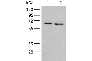 Western blot analysis of HEPG2 and A172 cell lysates using NARS Polyclonal Antibody at dilution of 1:350 (NARS antibody)