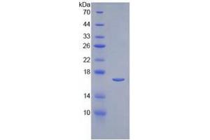 SDS-PAGE of Protein Standard from the Kit  (Highly purified E. (IL-2 ELISA Kit)