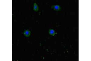 Immunofluorescent analysis of HepG2 cells using ABIN7175774 at dilution of 1:100 and Alexa Fluor 488-congugated AffiniPure Goat Anti-Rabbit IgG(H+L) (WDR6 antibody  (AA 1-200))