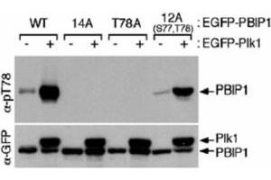 Western blot using MLF1IP (phospho T78) polyclonal antibody  shows detection of MLF1IP phosphorylated at Thr78. (MLF1IP antibody  (pThr78))