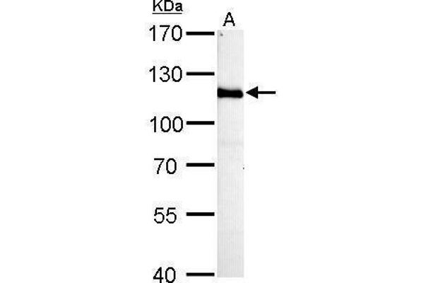 HGS antibody  (C-Term)