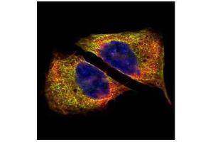 ICC/IF Image Confocal immunofluorescence analysis (Olympus FV10i) of paraformaldehyde-fixed U2OS, using beta Tubulin 4, antibody (Green) at 1:500 dilution. (TUBB4 antibody)