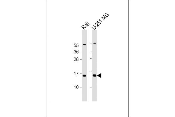 NT5C antibody  (AA 27-60)