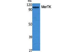Western Blot (WB) analysis of specific cells using MerTK Polyclonal Antibody. (MERTK antibody  (N-Term))