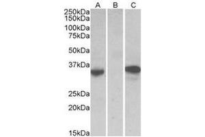 HEK293 lysate (10µg protein in RIPA buffer) over expressing Human CMA1 with DYKDDDDK tag probed with this antibody (0. (CMA1 antibody  (Internal Region))