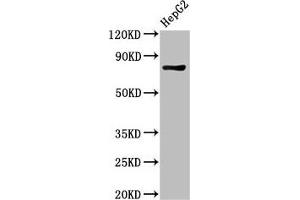 Western Blot Positive WB detected in: HepG2 whole cell lysate All lanes: PROX1 antibody at 3 μg/mL Secondary Goat polyclonal to rabbit IgG at 1/50000 dilution Predicted band size: 84 kDa Observed band size: 84 kDa (PROX1 antibody  (AA 262-477))