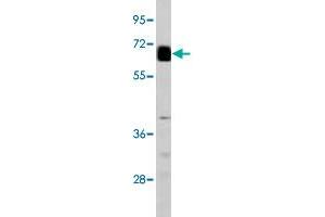 Western blot analysis of GPC3 polyclonal antibody  in mouse lung tissue. (Glypican 3 antibody  (AA 530-560))