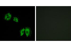 Peptide - +Immunohistochemistry analysis of paraffin-embedded human heart tissue using B3GALT2 antibody.