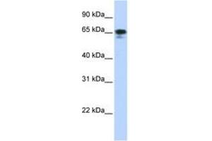 Image no. 1 for anti-Zinc Finger Protein 276 (ZNF276) (AA 180-229) antibody (ABIN6742730) (ZNF276 antibody  (AA 180-229))
