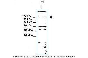Lanes:  30ug NIH3T3 cell lysate Primary Antibody Dilution:  1:1000 Secondary Antibody:  Anti-rabbit HRP Secondary Antibody Dilution:  1: 5000 Gene Name:  Ttf1 Submitted by:  Thomas Moss