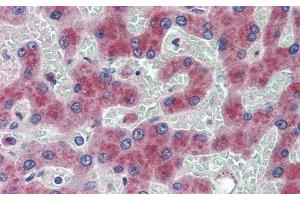 Detection of AngI in Human Liver Tissue using Polyclonal Antibody to Angiotensin I (AngI) (AGT antibody)