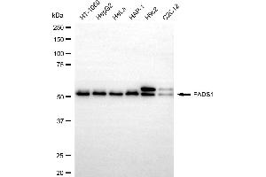 anti-Fatty Acid Desaturase 1 (FADS1) antibody