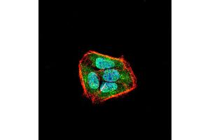 Immunofluorescence analysis of Hela cells using SLINGSHOT-1L mouse mAb (green). (SSH1 antibody  (AA 1032-1044))